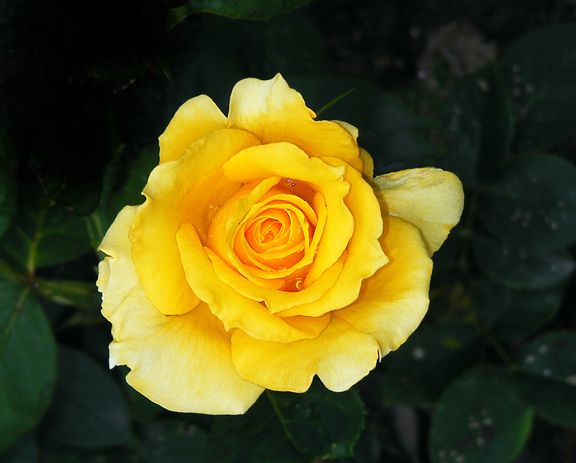 Sunny Delight photo sd2013_07100007a_zps8ff8e398.jpg